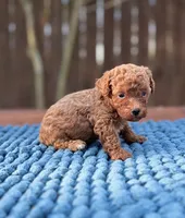 Bentley , a male Poodle - Toy  for sale in Kentwood, LA – 1 of 3