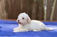 Frankie, a male Maltipoo for sale in Kentwood, LA – 6 of 6