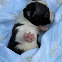 Jack, a male Boston Terrier for sale in Kentwood, LA – Photo 10 of 10