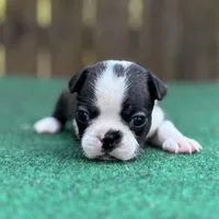 Jack, a male Boston Terrier for sale in Kentwood, LA – Photo 6 of 10