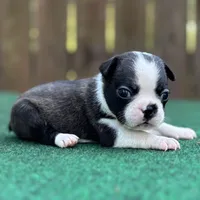 Jack, a male Boston Terrier for sale in Kentwood, LA – Photo 9 of 10