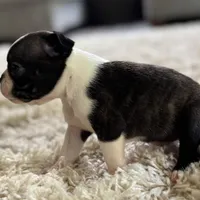 Jack, a male Boston Terrier for sale in Kentwood, LA – Photo 4 of 10