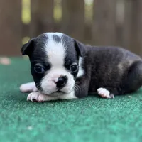 Jack, a male Boston Terrier for sale in Kentwood, LA – Photo 7 of 10