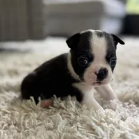 Jack, a male Boston Terrier for sale in Kentwood, LA – Photo 2 of 10