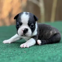 Jack, a male Boston Terrier for sale in Kentwood, LA – Photo 8 of 10