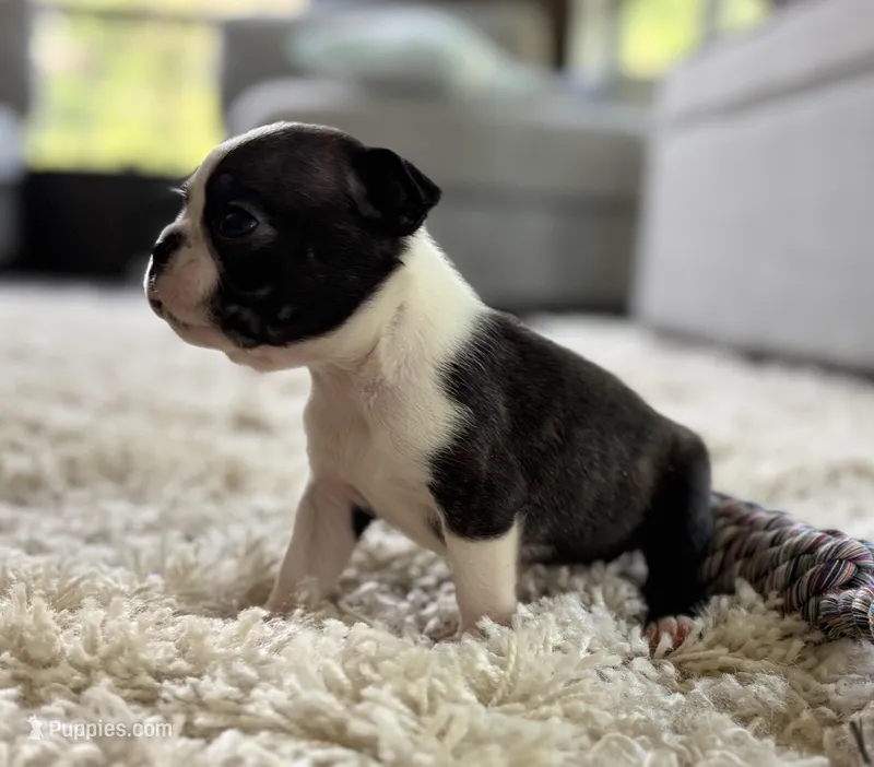 Jack, a male Boston Terrier for sale in Kentwood, LA – Photo 1 of 10
