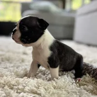 Jack, a male Boston Terrier for sale in Kentwood, LA – Photo 1 of 10