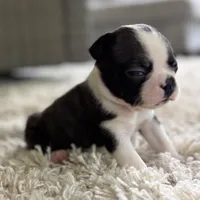 Jack, a male Boston Terrier for sale in Kentwood, LA – Photo 3 of 10