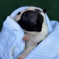 Jack, a male Boston Terrier for sale in Kentwood, LA – Photo 5 of 10