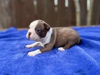 Duke , a male Boston Terrier for sale in Kentwood, LA – Photo 2 of 4