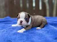 Duke , a male Boston Terrier for sale in Kentwood, LA – Photo 1 of 4