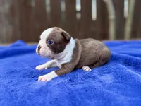 Duke , a male Boston Terrier for sale in Kentwood, LA – Photo 3 of 4