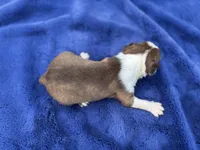 Duke , a male Boston Terrier for sale in Kentwood, LA – Photo 4 of 4