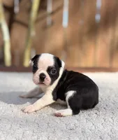 Odie , a male Boston Terrier for sale in Kentwood, LA – 1 of 6