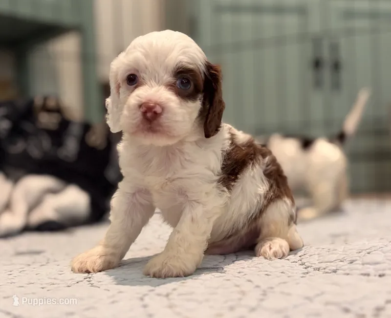 Milo  – Cockapoo puppy for sale in Kentwood, LA