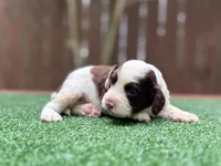 Nash, a male Cockapoo for sale in Kentwood, LA – 5 of 8