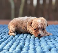 Teddy , a male Poodle - Toy  for sale in Kentwood, LA – 4 of 6