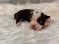 Sassy , a female Boston Terrier for sale in Kentwood, LA – 6 of 6