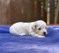 Max, a male Maltipoo for sale in Kentwood, LA – 4 of 4