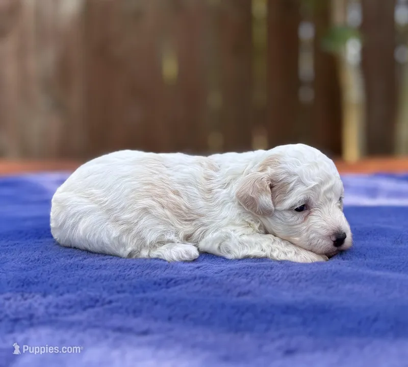 Max – Maltipoo puppy for sale in Kentwood, LA