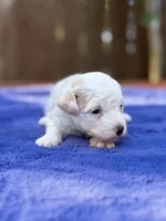 Max, a male Maltipoo for sale in Kentwood, LA – 2 of 4