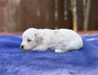 Max, a male Maltipoo for sale in Kentwood, LA – 3 of 4