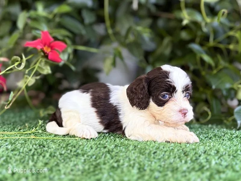 Tinkerbell – Cockapoo puppy for sale in Kentwood, LA