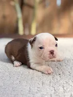 Ace , a male Boston Terrier for sale in Kentwood, LA – 2 of 5