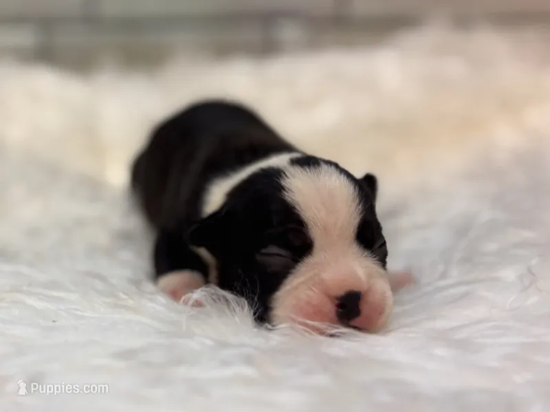 Prissy – Boston Terrier puppy for sale in Kentwood, LA