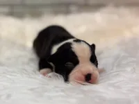 Prissy, a female Boston Terrier for sale in Kentwood, LA – 1 of 6