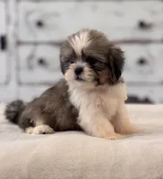 Nash, a male Shih Tzu for sale in Kentwood, LA – 5 of 6