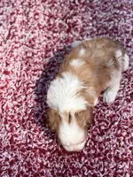 Mable , a female Shihpoo for sale in Kentwood, LA – 6 of 6