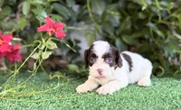Tinkerbell, a female Cockapoo for sale in Kentwood, LA – 2 of 4