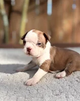 Duke, a male Boston Terrier for sale in Kentwood, LA – 1 of 4
