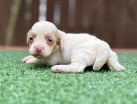 Chloe, a female Cockapoo for sale in Kentwood, LA – 2 of 4