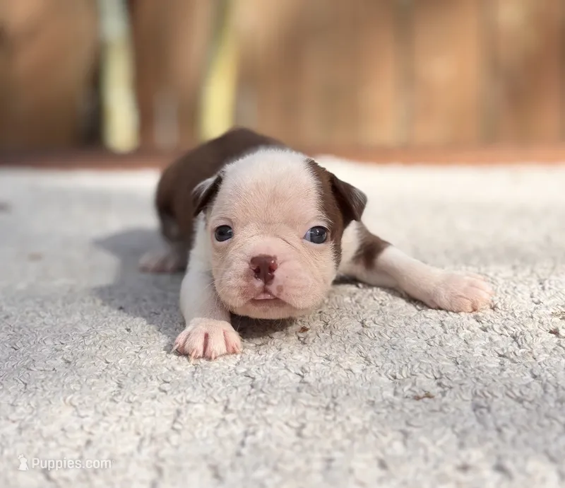 Ace  – Boston Terrier puppy for sale in Kentwood, LA
