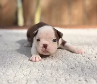 Ace , a male Boston Terrier for sale in Kentwood, LA – 1 of 5