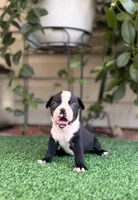 Petunia , a female Boston Terrier for sale in Kentwood, LA – 4 of 8