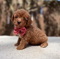 Bentley , a male Poodle - Toy  for sale in Kentwood, LA – 4 of 5