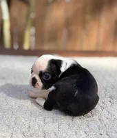 Odie , a male Boston Terrier for sale in Kentwood, LA – 4 of 6
