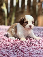 Mable , a female Shihpoo for sale in Kentwood, LA – 4 of 6
