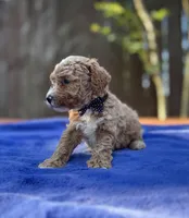 Sammy , a male Maltipoo and Poodle - Toy  for sale in Kentwood, LA – 4 of 7