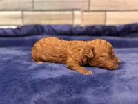 Sammy , a male Maltipoo and Poodle - Toy  for sale in Kentwood, LA – Photo 2 of 4