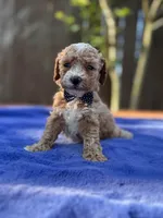 Sammy , a male Maltipoo and Poodle - Toy  for sale in Kentwood, LA – 6 of 7