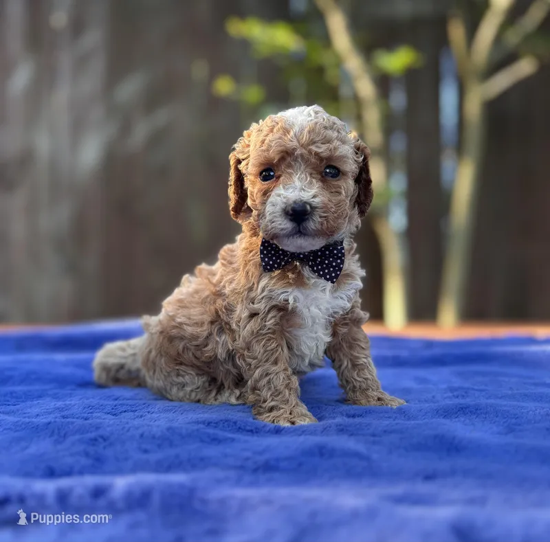 Sammy  – Maltipoo, Poodle - Toy  puppy for sale in Kentwood, LA