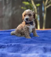 Sammy , a male Maltipoo and Poodle - Toy  for sale in Kentwood, LA – 3 of 7
