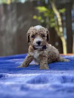 Sammy , a male Maltipoo and Poodle - Toy  for sale in Kentwood, LA – 7 of 7