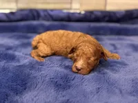 Sammy , a male Maltipoo and Poodle - Toy  for sale in Kentwood, LA – Photo 4 of 4