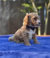 Sammy , a male Maltipoo and Poodle - Toy  for sale in Kentwood, LA – 2 of 7