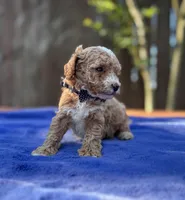 Sammy , a male Maltipoo and Poodle - Toy  for sale in Kentwood, LA – 5 of 7